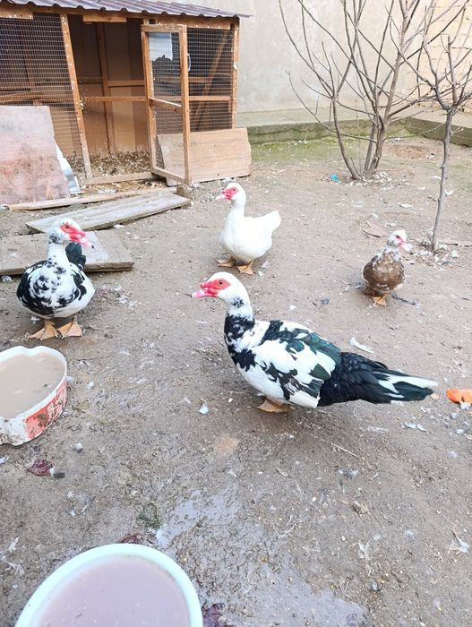 Indutkala sotiladi soglom 3ta erkak 3ta urgochj