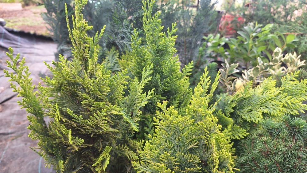 Лъжекипарис, бреза и др