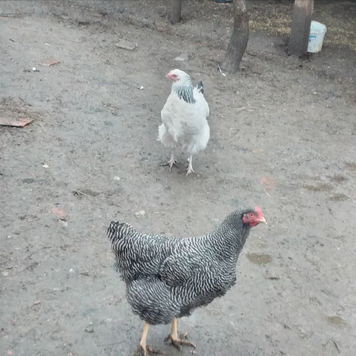 Vînd 2 puicuțe Sussex