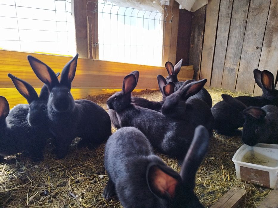 Familie de iepure de vânzare