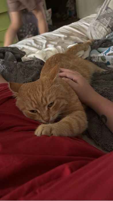 Отдам кота в хорошие руки