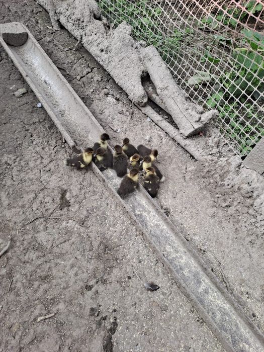 Продам уток и цеплят