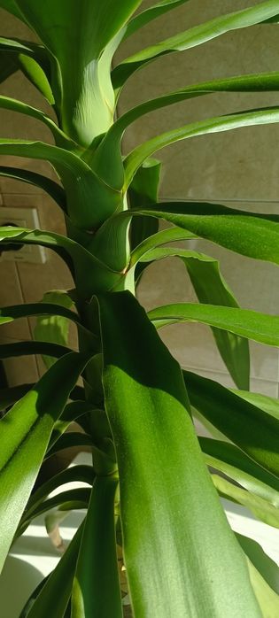 Палма Юка, отлично състояние. Височина 96см.