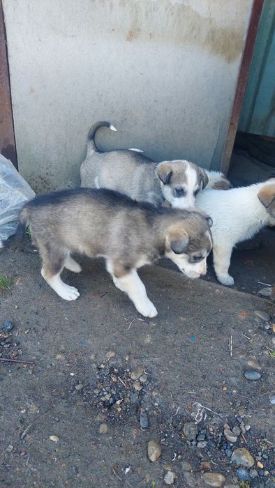 Шенята. Бесплатно.г. Шымкент.