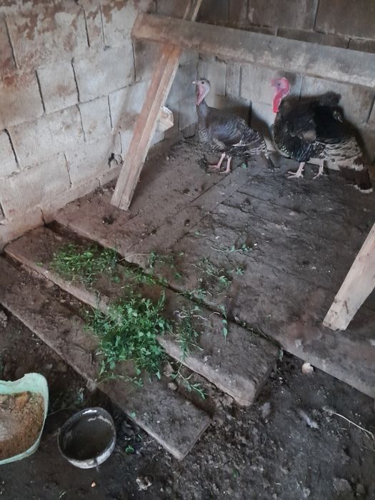 Продам пару индюков, самец и самку