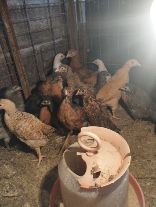 Продам суточных циплят