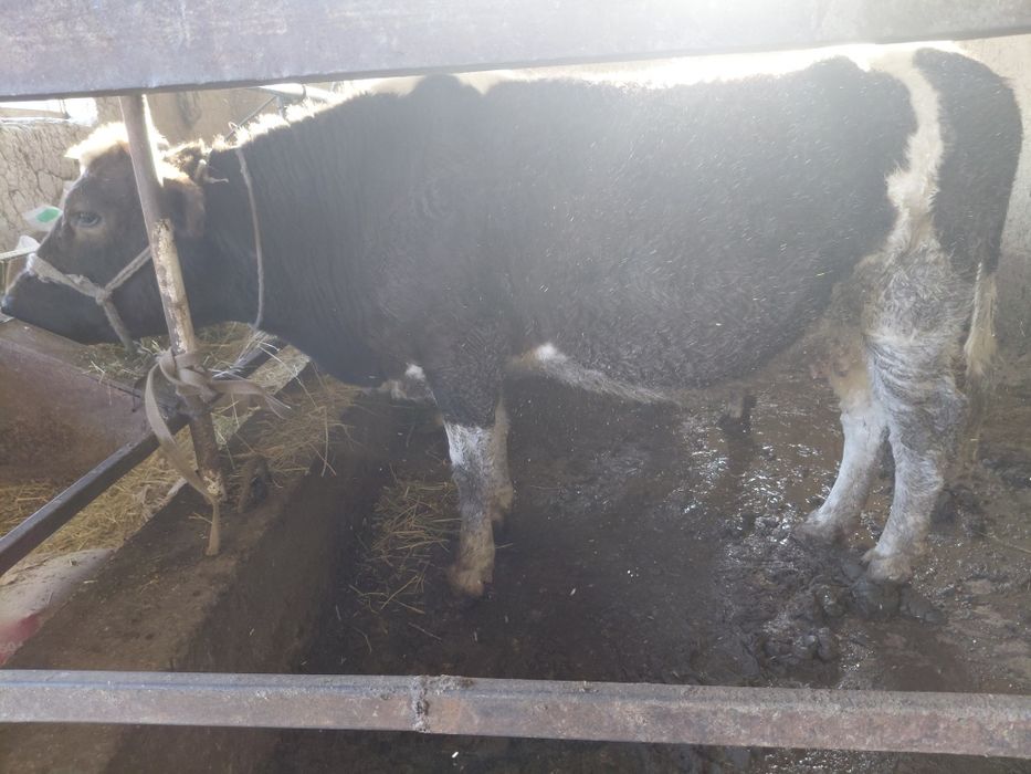 Бордақы сиыр сатылады