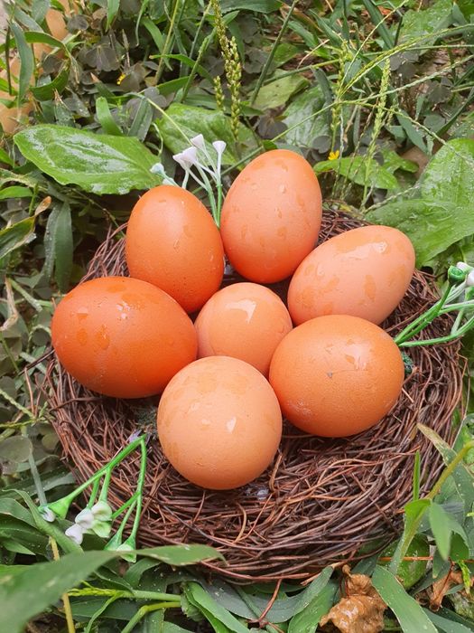 Pui de o zi,oua de incubat gaini Isa Brown