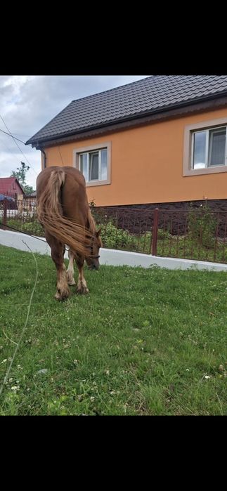 Vând manz de 2 ani jumate