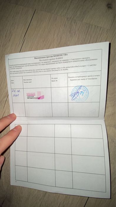 Продам кошка персидская