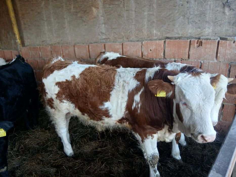 Vand vitei masculi media 310-320