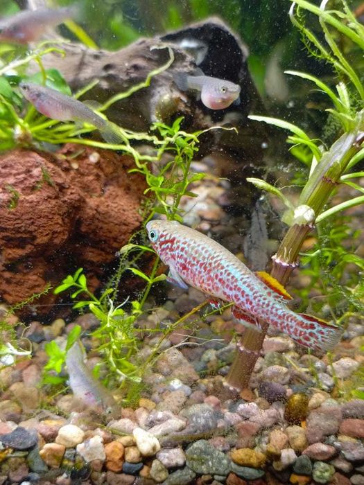 Рыбка-смайлик, Афиосемион Гарднера