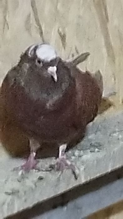 Молодые голуби бакинцы 2025