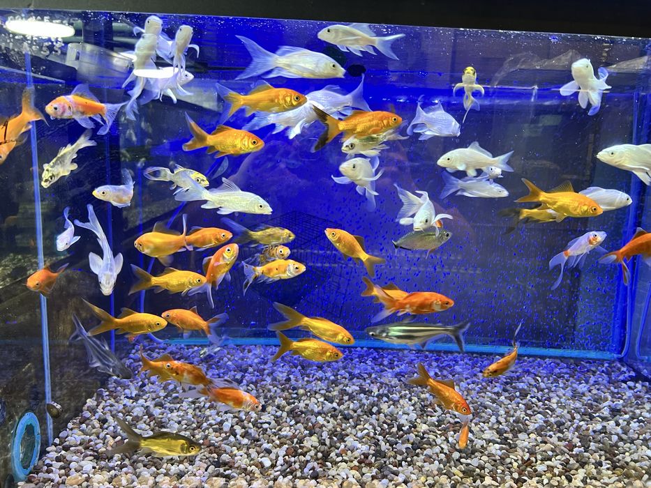 Akvarium dekarativ baliqlar keng asartimentda sotiladi