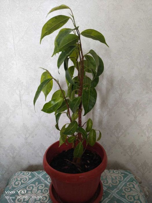 Продам Цветы, Разные