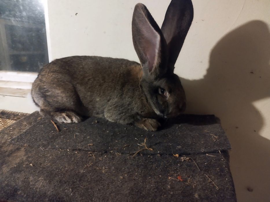 Uriaș German Disponibili doar înpreună!