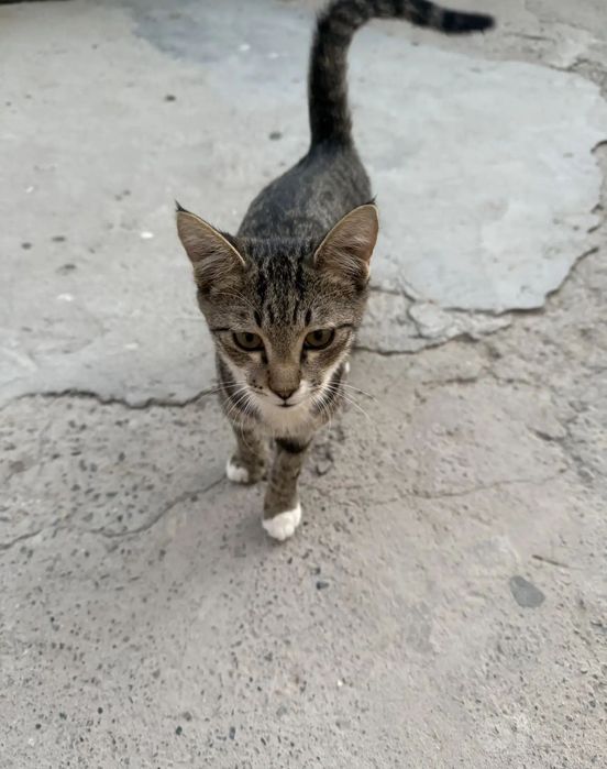Не просто котёнок — маленький  друг  на всю жизнь