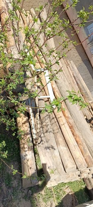 Тахта тусинлар Страпила сотилади