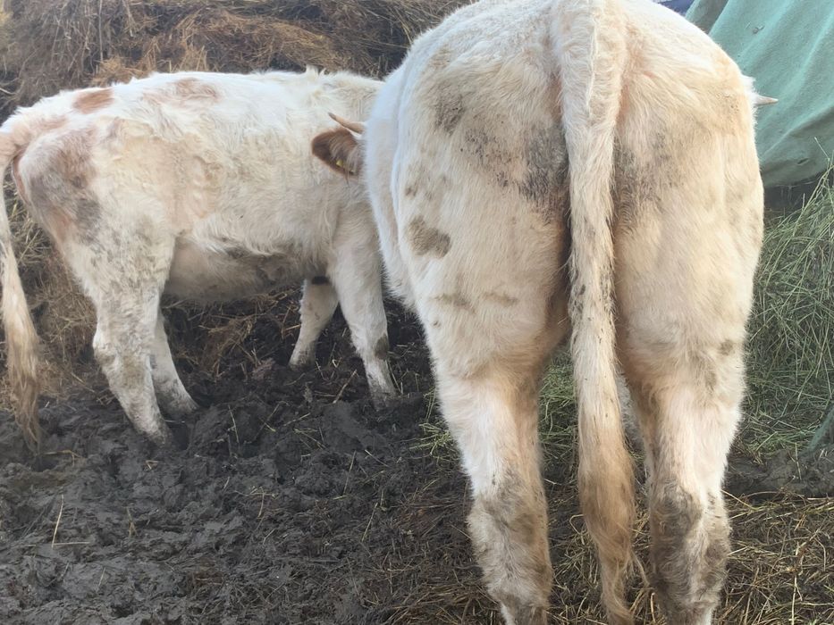 Vaci de vanzare Baltata si Belgian