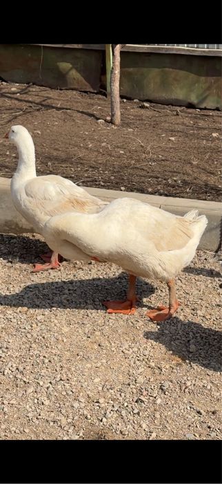 Гуси 5 штук семейка