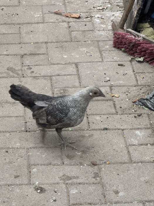 Vând puicuțe de rasă (Marans, Fayoumi, metiși), sănătoase, crescute la curte. Preț: 60 lei/bucata. Ridicare personală din Drobeta-Turnu Severin.