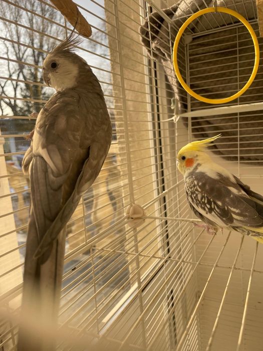 Продам парочку карел