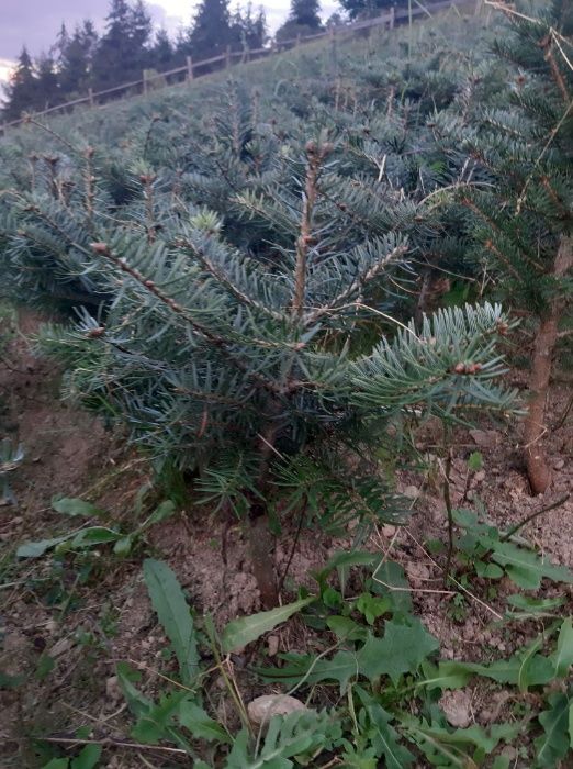 Oferta 1000 buc. Puieti brad Abies nordmanniana- 4 ani- discount 30%
