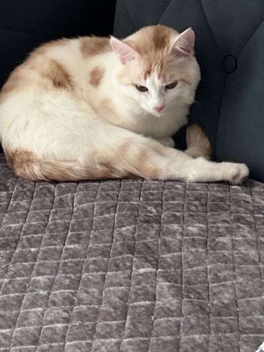 потеряли кота на 12мкр