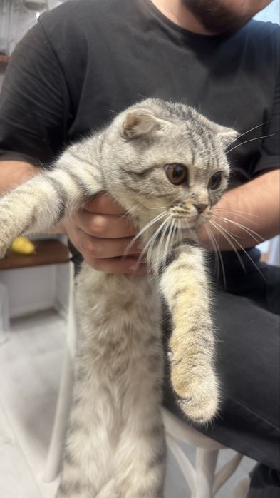 Шотландская кошка