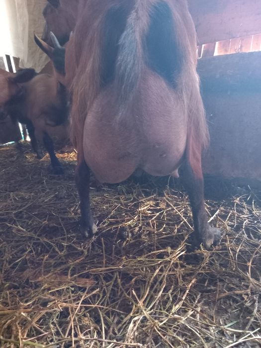 Vind iede alpin francez original