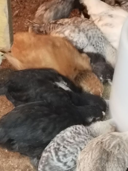 поменяю или продам цыплят на инкубационное яйцо гусиных или индюшиные