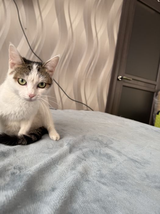 Отдам молодую кошку Джессику. Стерилизована