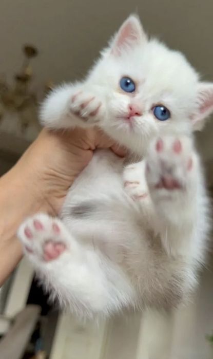 Британские котята