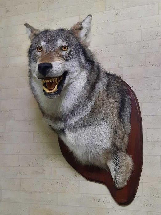 Продаю Муляж волка.