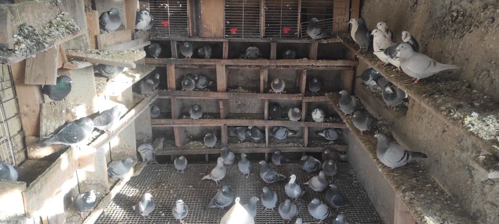 Vand porumbei voiajori