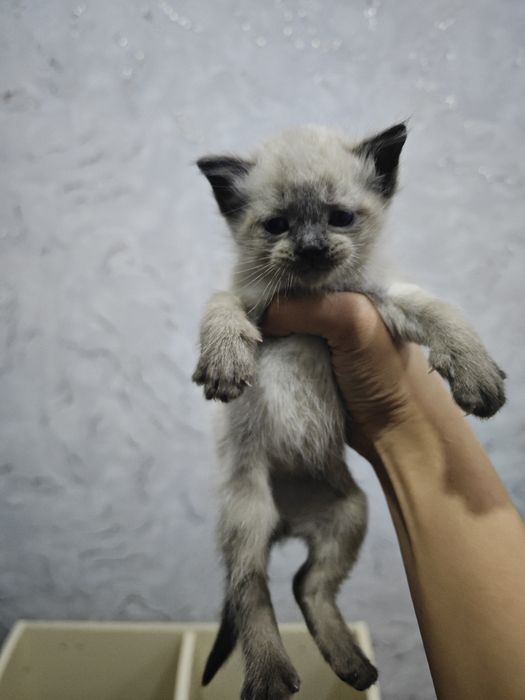 Продаются котята 1 мес)