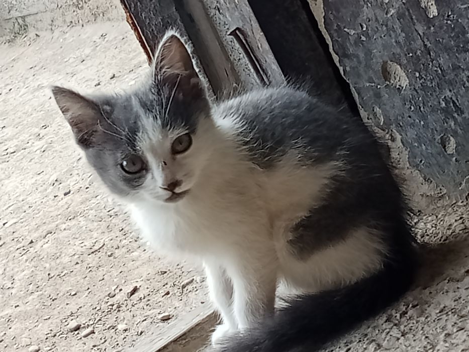 даром в  добрые руки