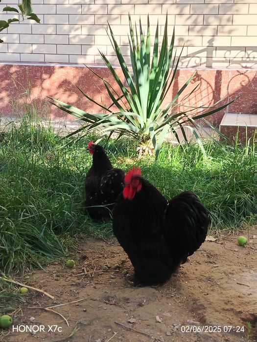 Yapon Choynak patoda tuxumlar