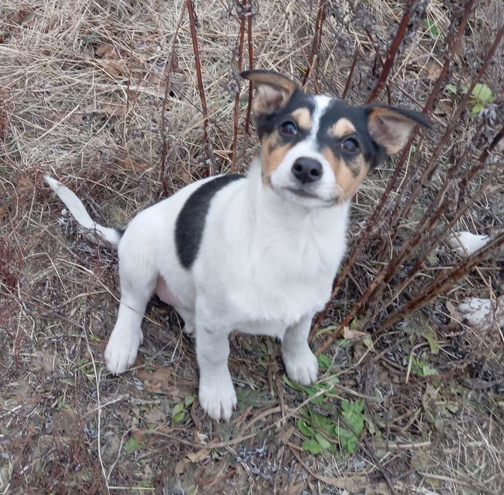 Найдены щенки без мамы