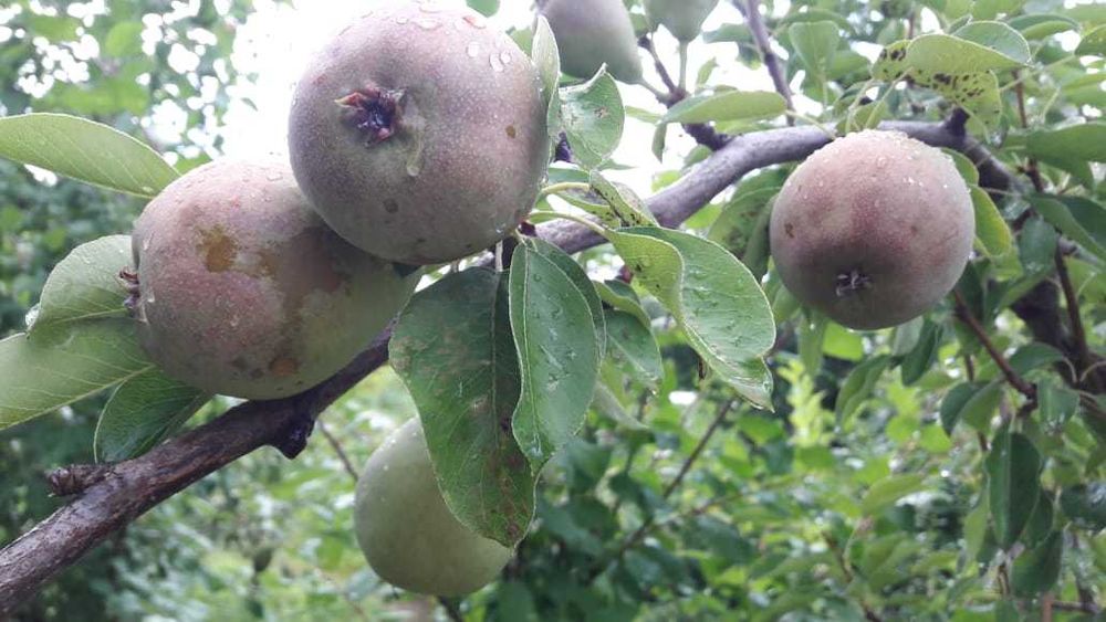 Продам дачу, район Телецентра СО "Кристалл"