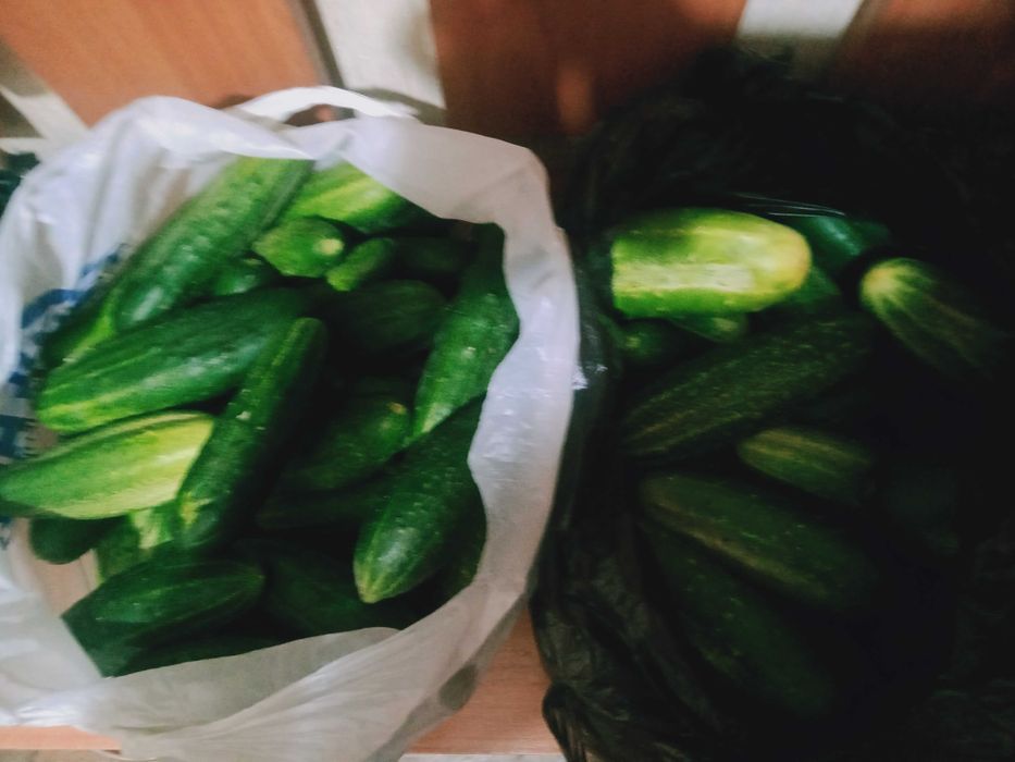 Продам огурцы, чеснок, кабачки, помидоры, тыквы