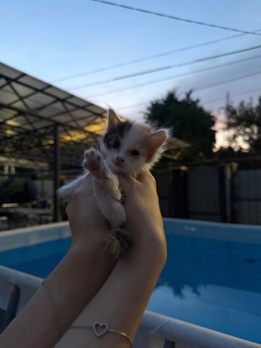 продаются котята