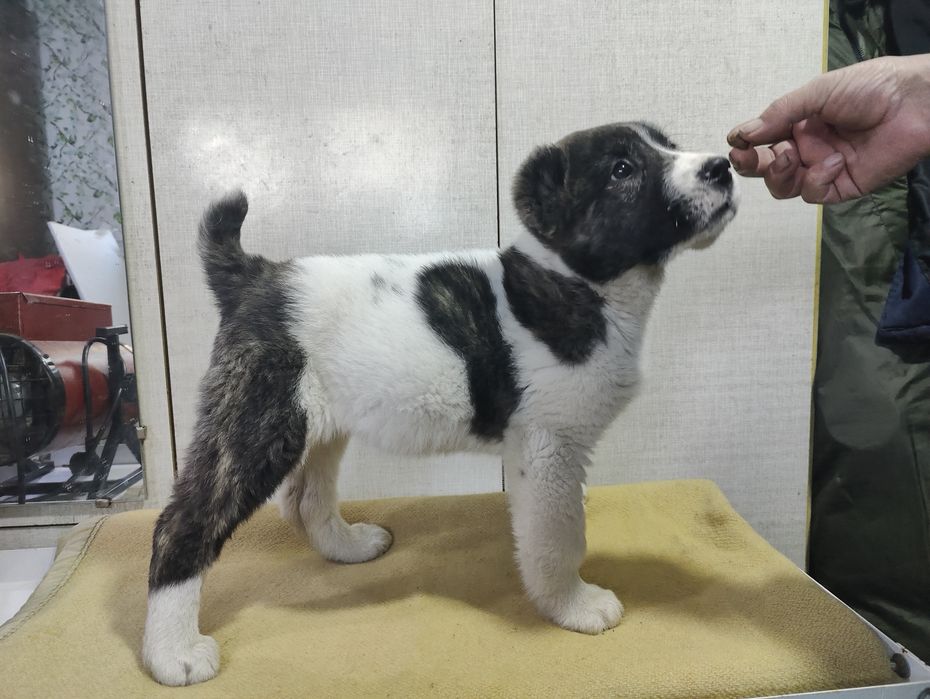 Продаётся девочка САО, алабай