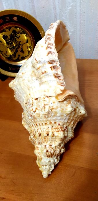 Морская раковина.