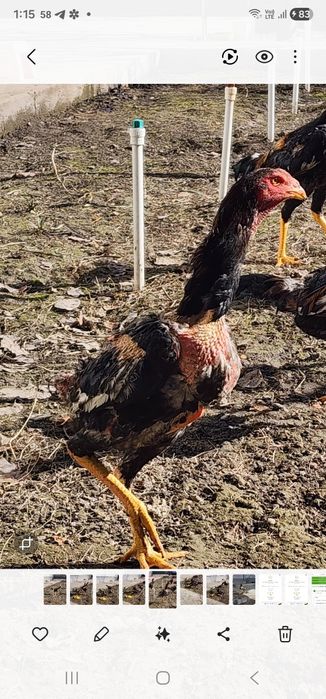 Dakan jojaxorozlar sotiladi