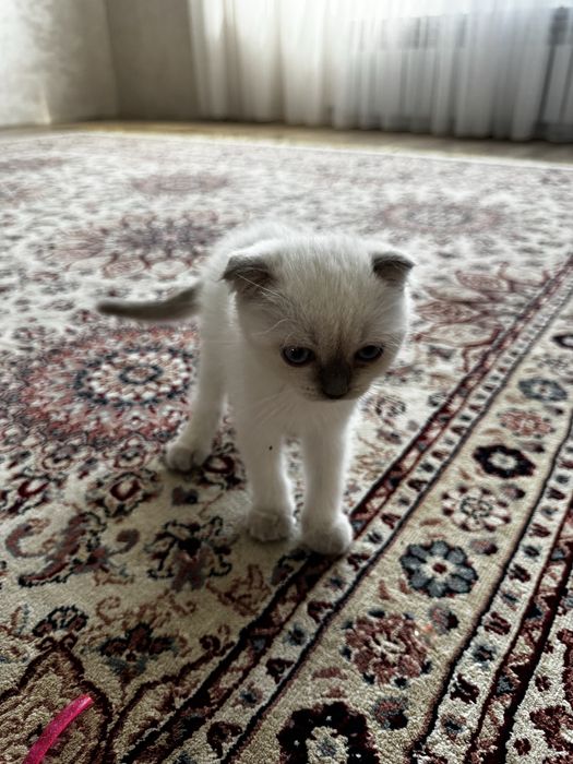 Котенок маргау кошка