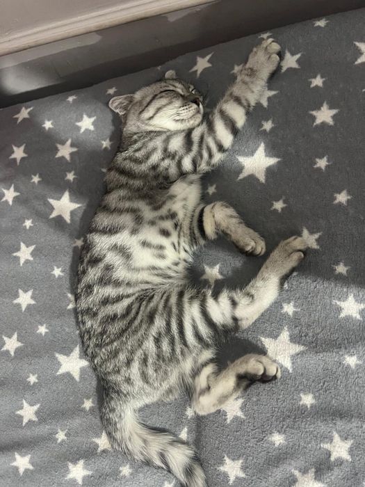 Шотландская кошка