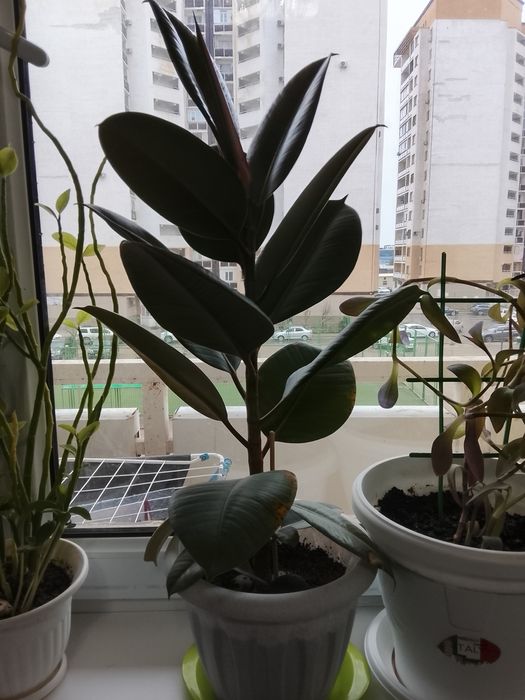 Фикус каучуконосный