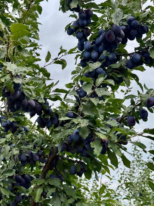 Prune Stanley direct din livada