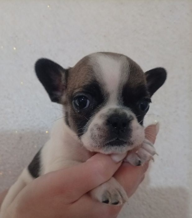 Французский бульдог.